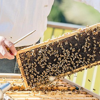 Bienenwaben mit Honig und Bienen.