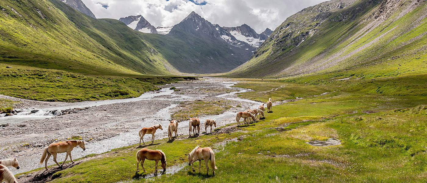 Haflinger auf einer Wiese.