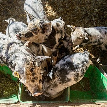 Spotted piglets at the feeding trough.