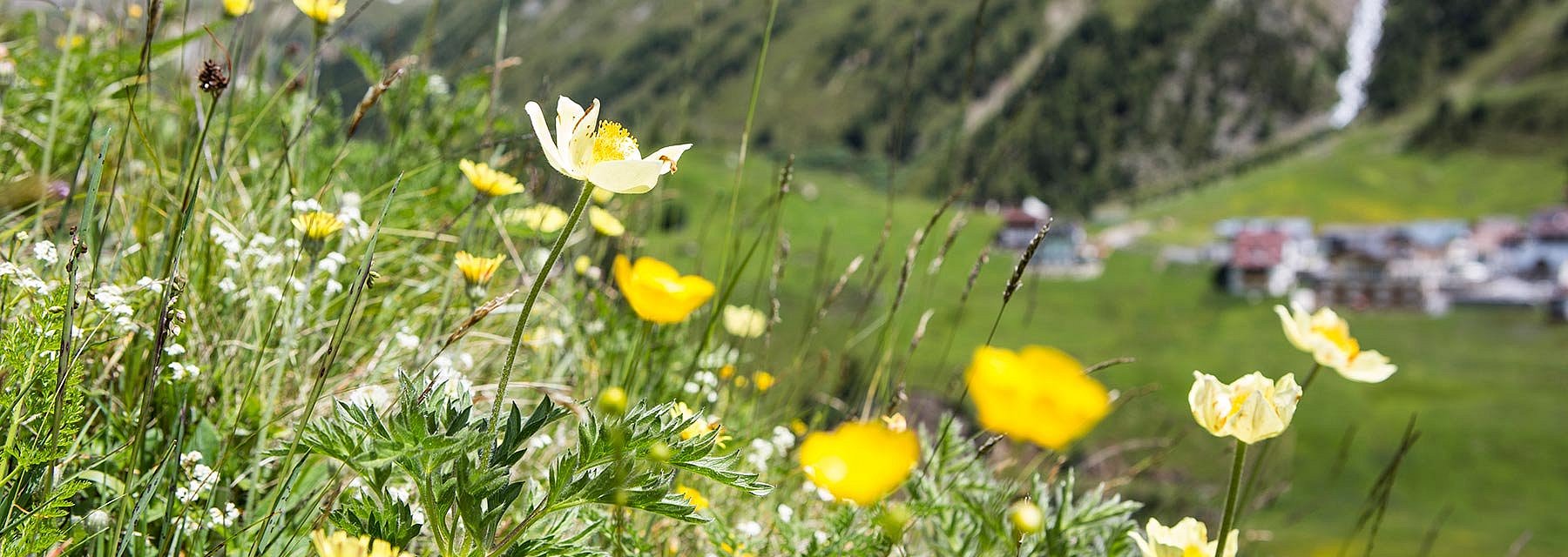 Blumenwiese im Ötztal