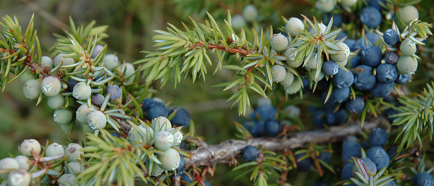Shrub with juniper berries.