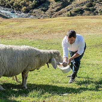 Ein Mann füttert ein Schaf.