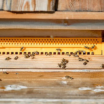 Bees in the hive.