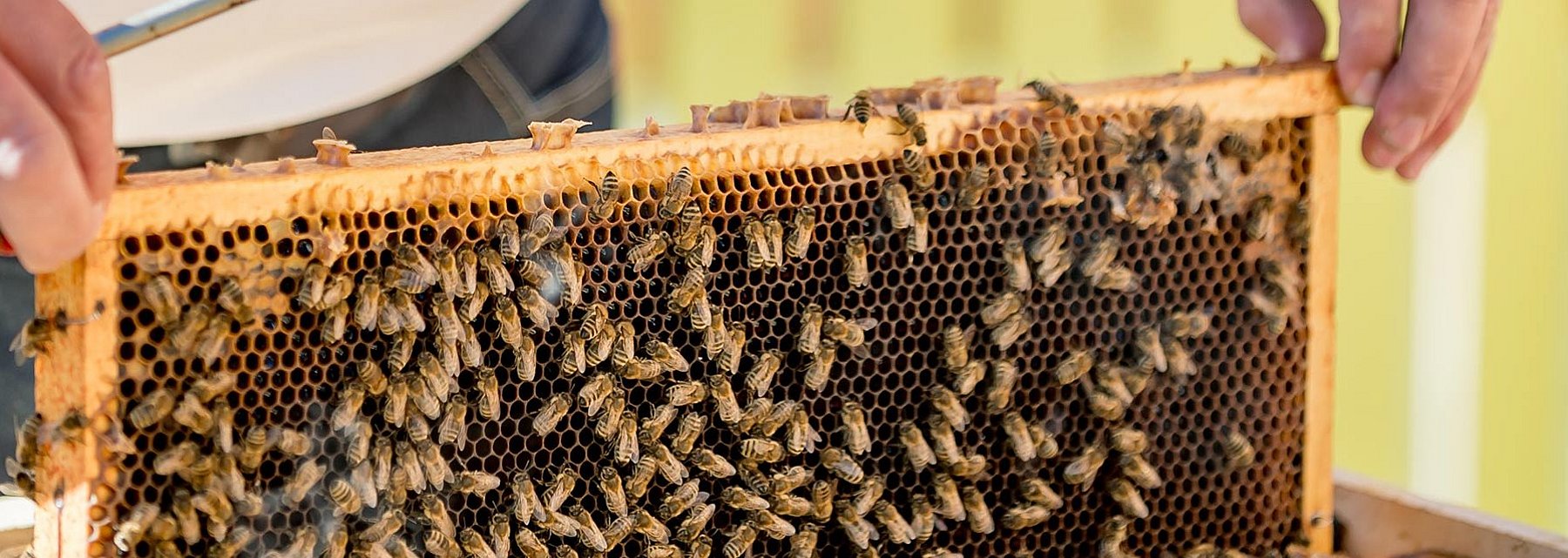 Bienenwabe mit Honigbienen
