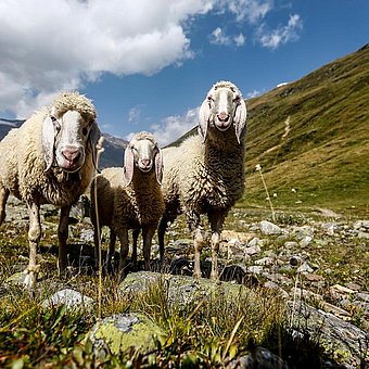 Drei Schafe auf einer Almwiese.